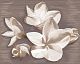Панно настенное Azori Amati Dec. Plumeria Alba 505x402
